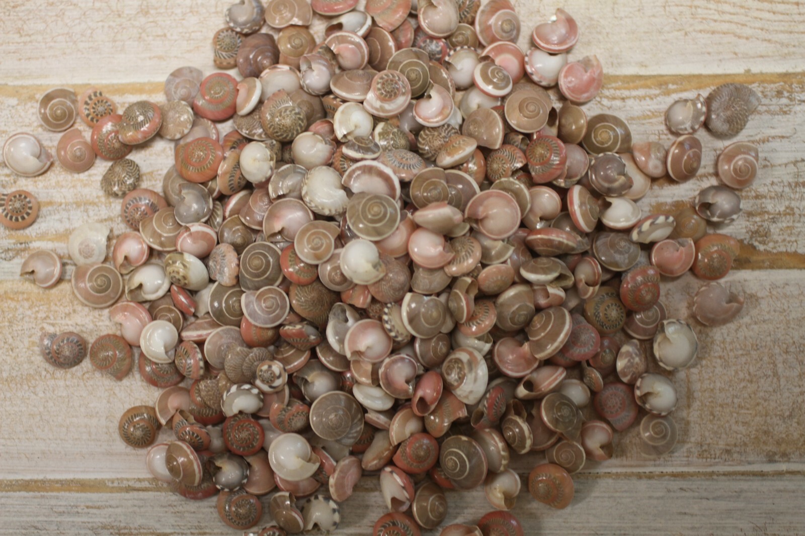 Small Pink Sea Shells For Shell Craft Projects Filler Shells Mosaics - #168