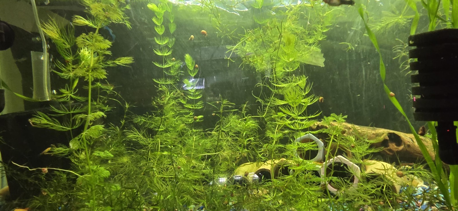 🌿💧 LIVE Mystery Aquarium Plant Pack – Beginner Friendly! 💧🌿 10 plants
