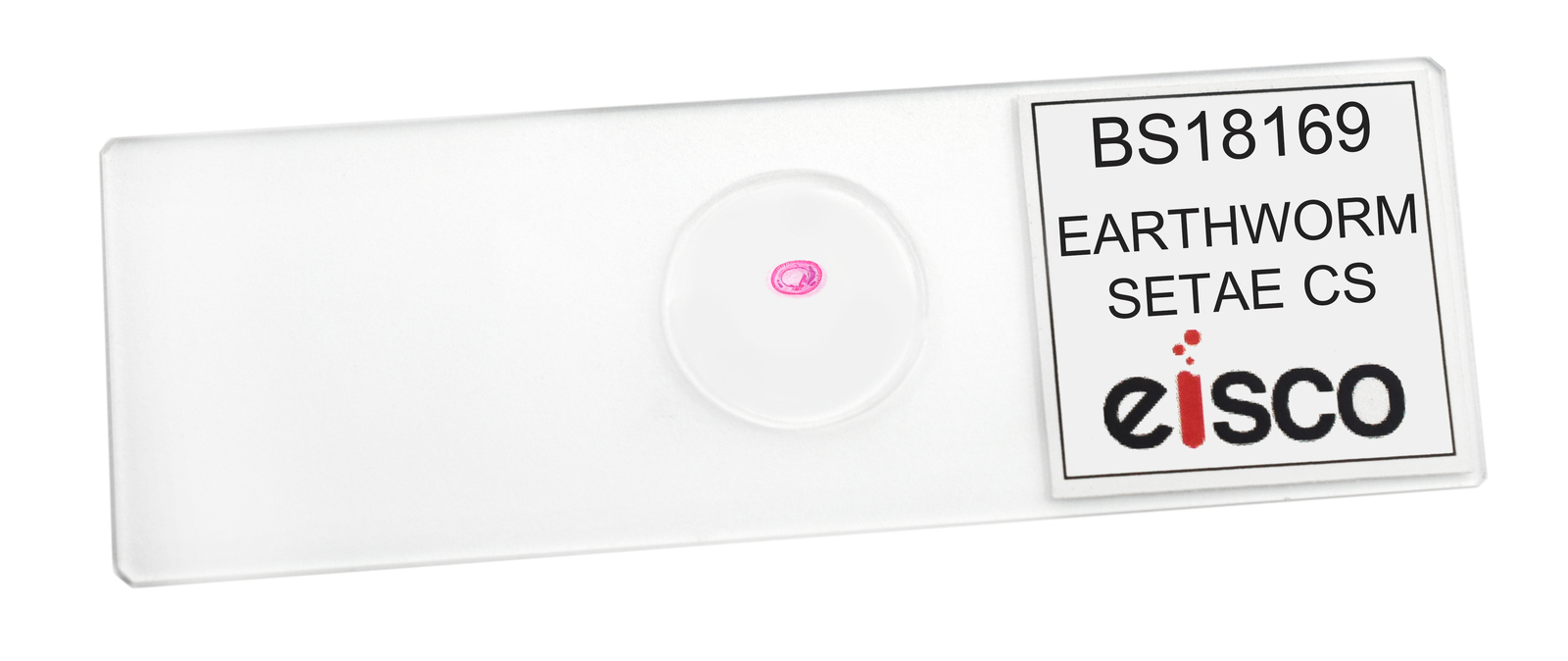 Earthworm Setae - Prepared Microscope Slide - 75x25mm - Eisco Labs