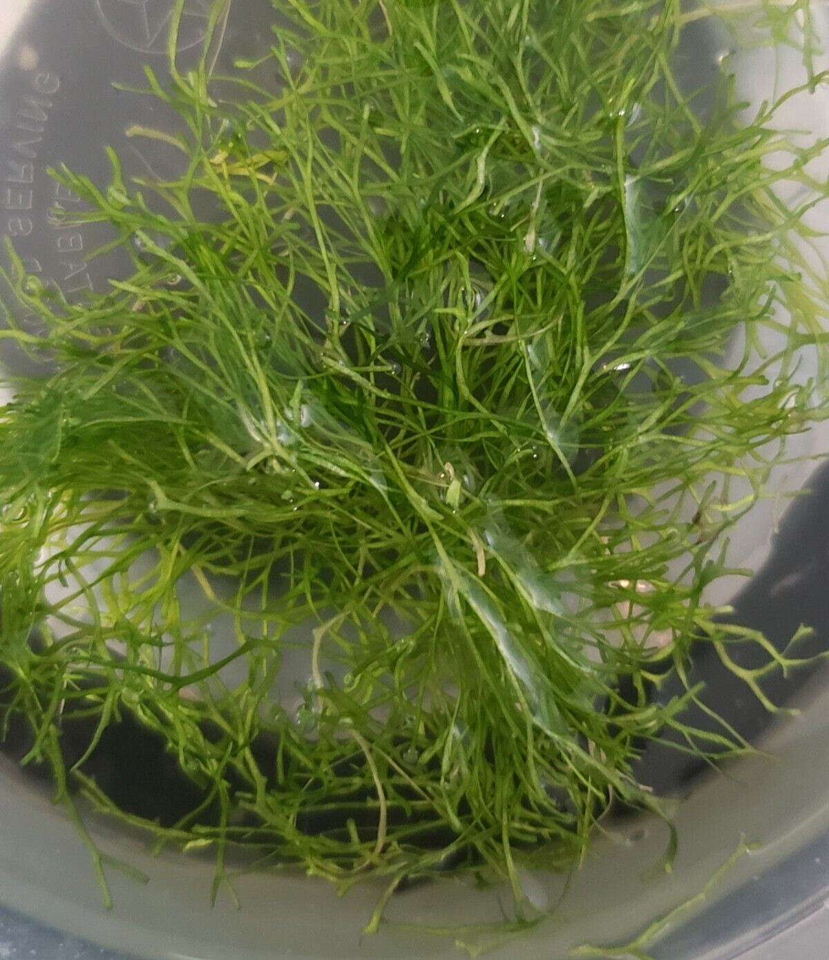 Live Riccia Moss – Floating Plant for Shrimp & Planted Tanks