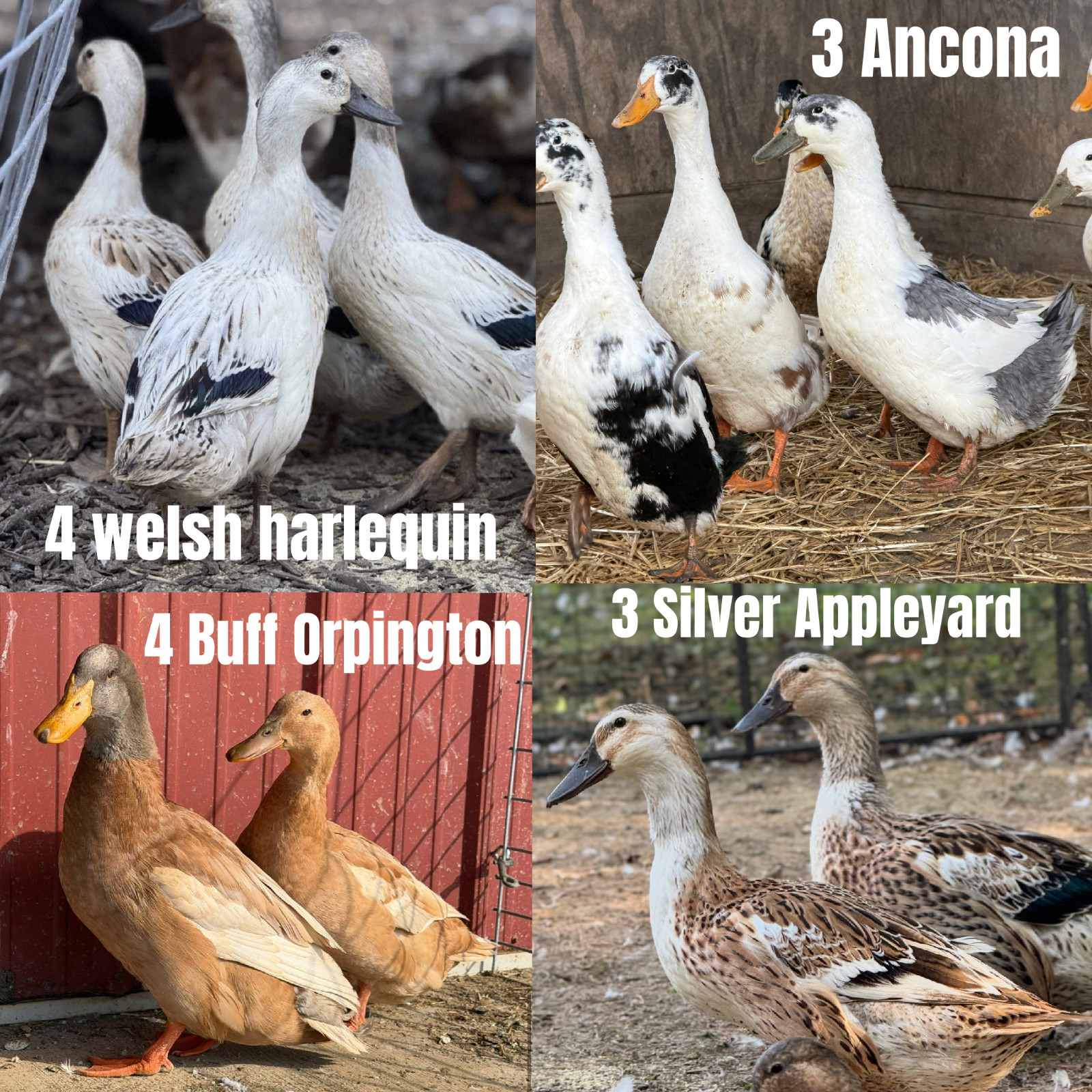 14 Purebred Duck Hatching Eggs. 4 Different Breeds