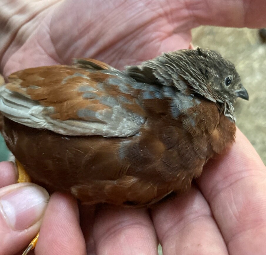 30 BUTTON QUAIL EGGS choose from 12+ colors ships USPS PRIORITY PLEASE READ ALL