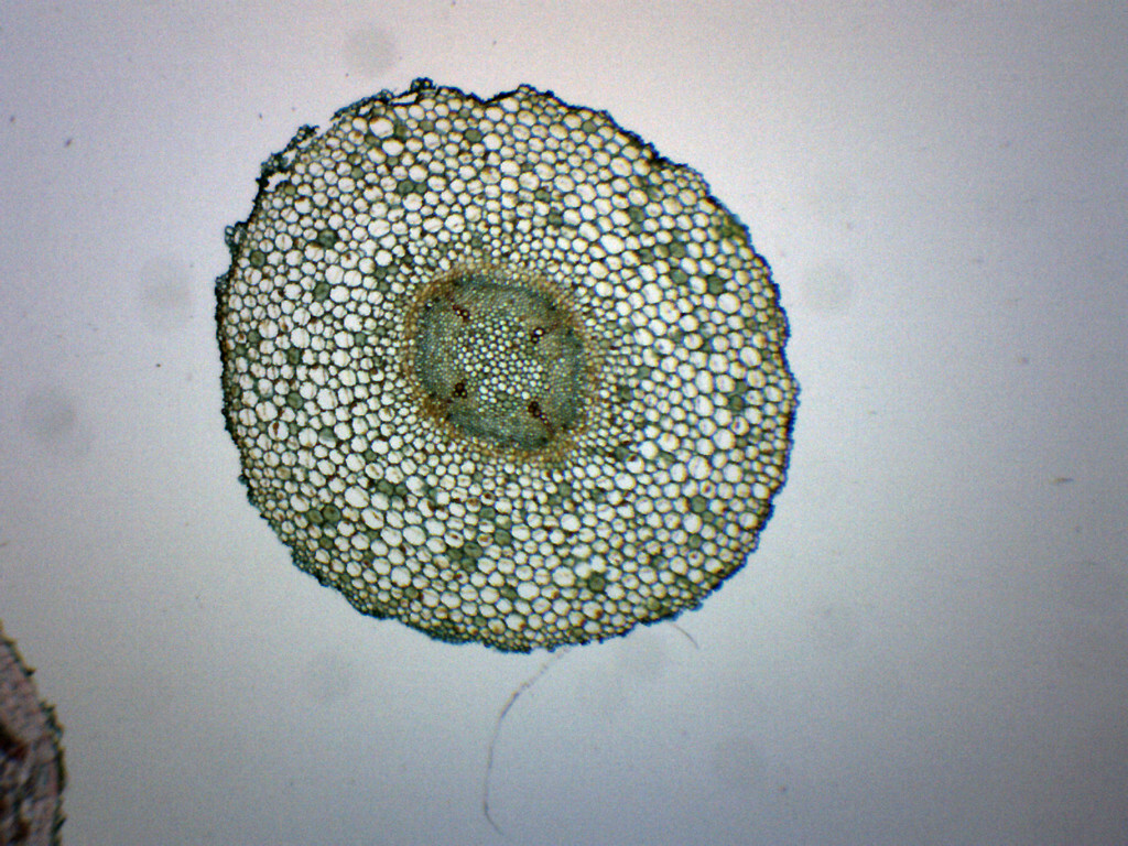 Old & Young Dicot Roots - CS - Prepared Slide - 75x25mm - Eisco Labs