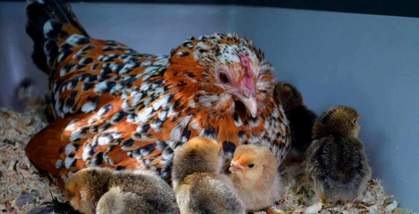12 NPIP/AI CLEAN BELGIAN BEARDED MILLE FLEUR D'UCCLE BANTAM HATCHING EGGS