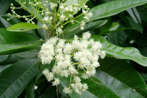 LIVE PLANT 3ft Pimenta dioica - Allspice  Jamaica pepper Myrtle pepper Pimento