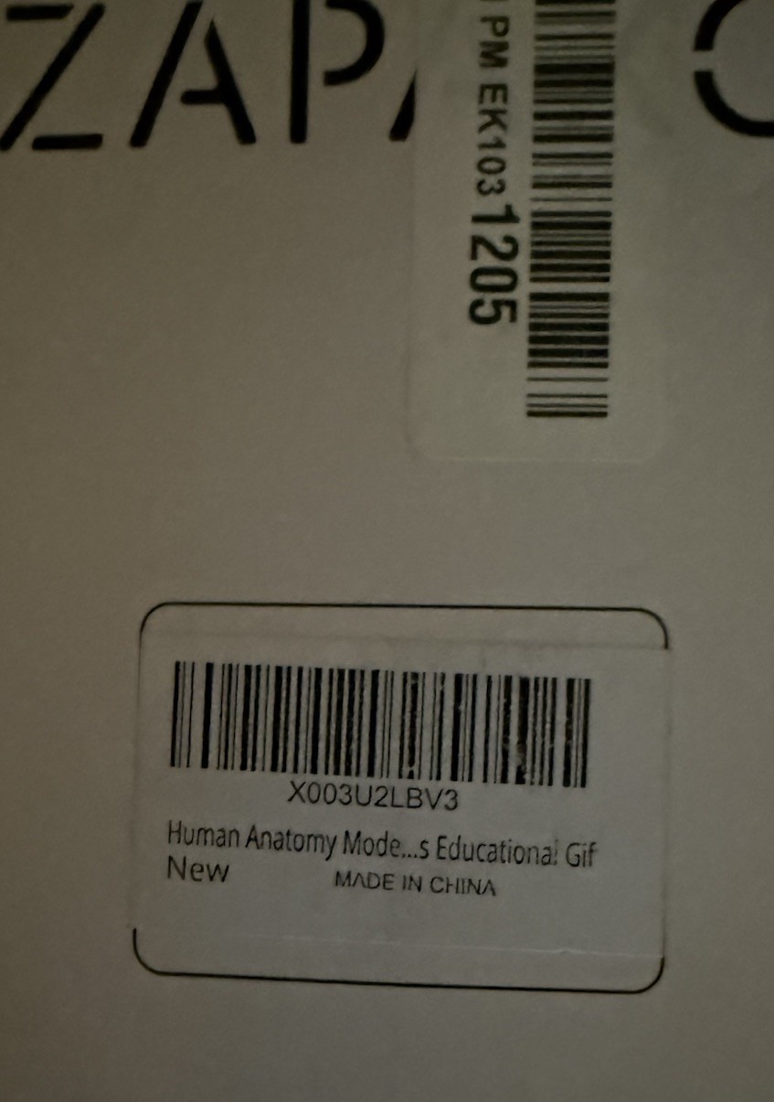 Human Anatomy Science Education Model Set