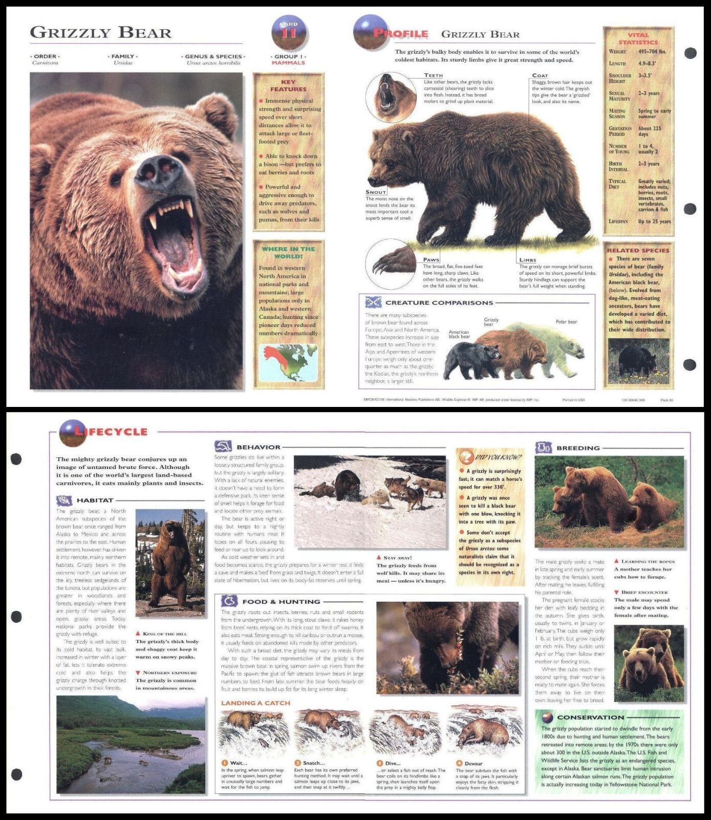 Fold-Out Sheet - Grizzly Bear - 11