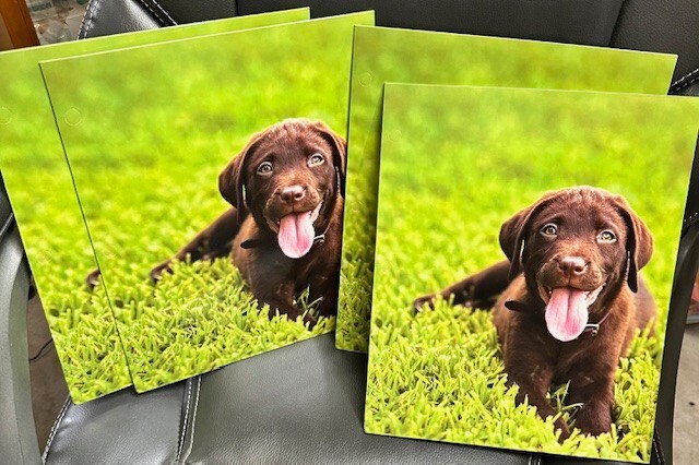 4 Chocolate Labrador retriever Lab Folders Staples Punch Folders school report