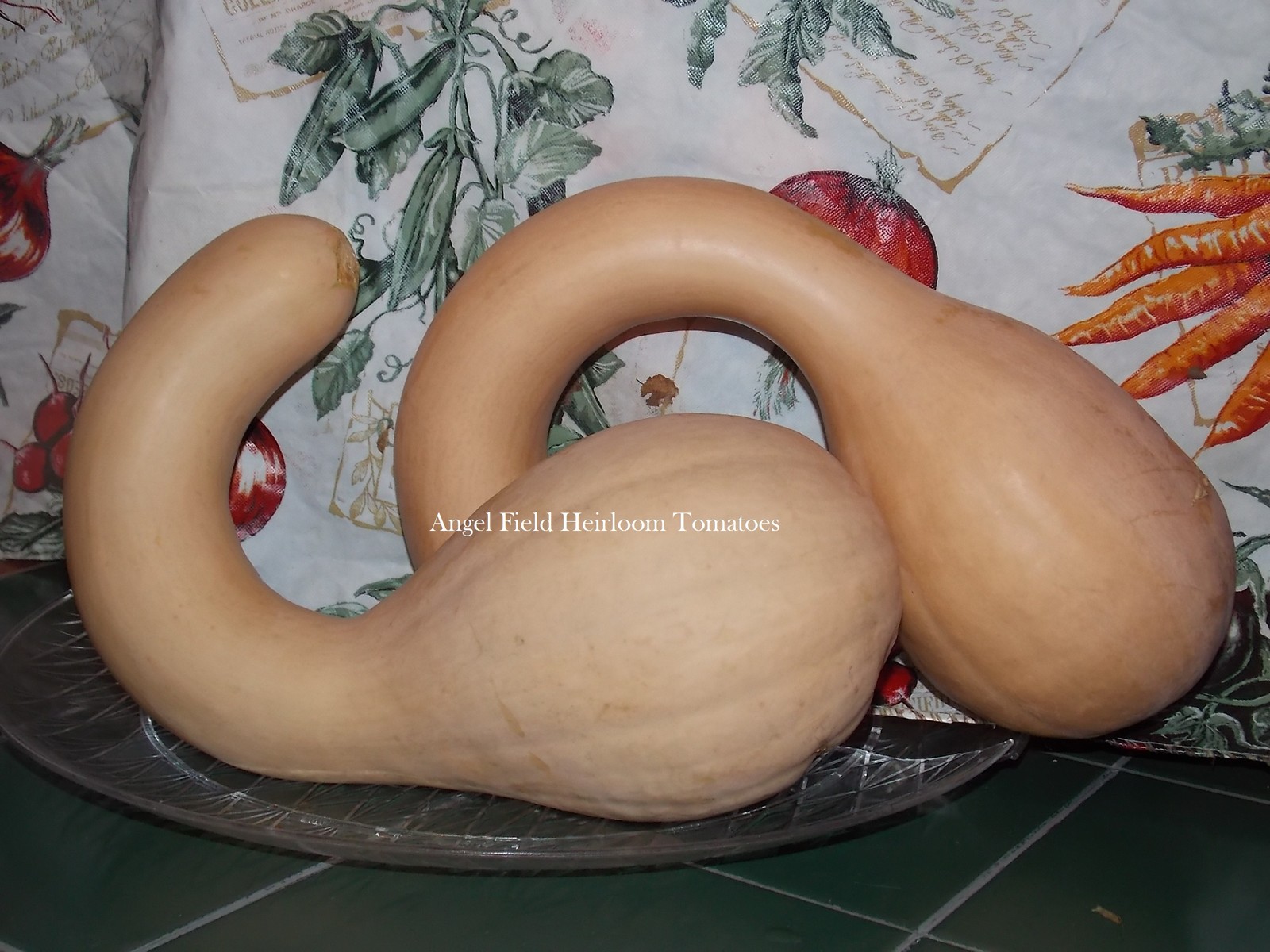 10 Pennsylvania Crookneck Winter Squash Seeds