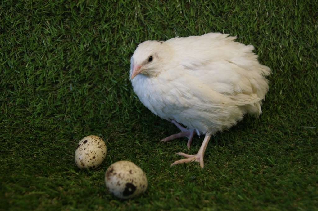 9+++ Fertile Hatching Eggs Quail Coturnix Jumbo White Texas A&M Meat & Egg Birds