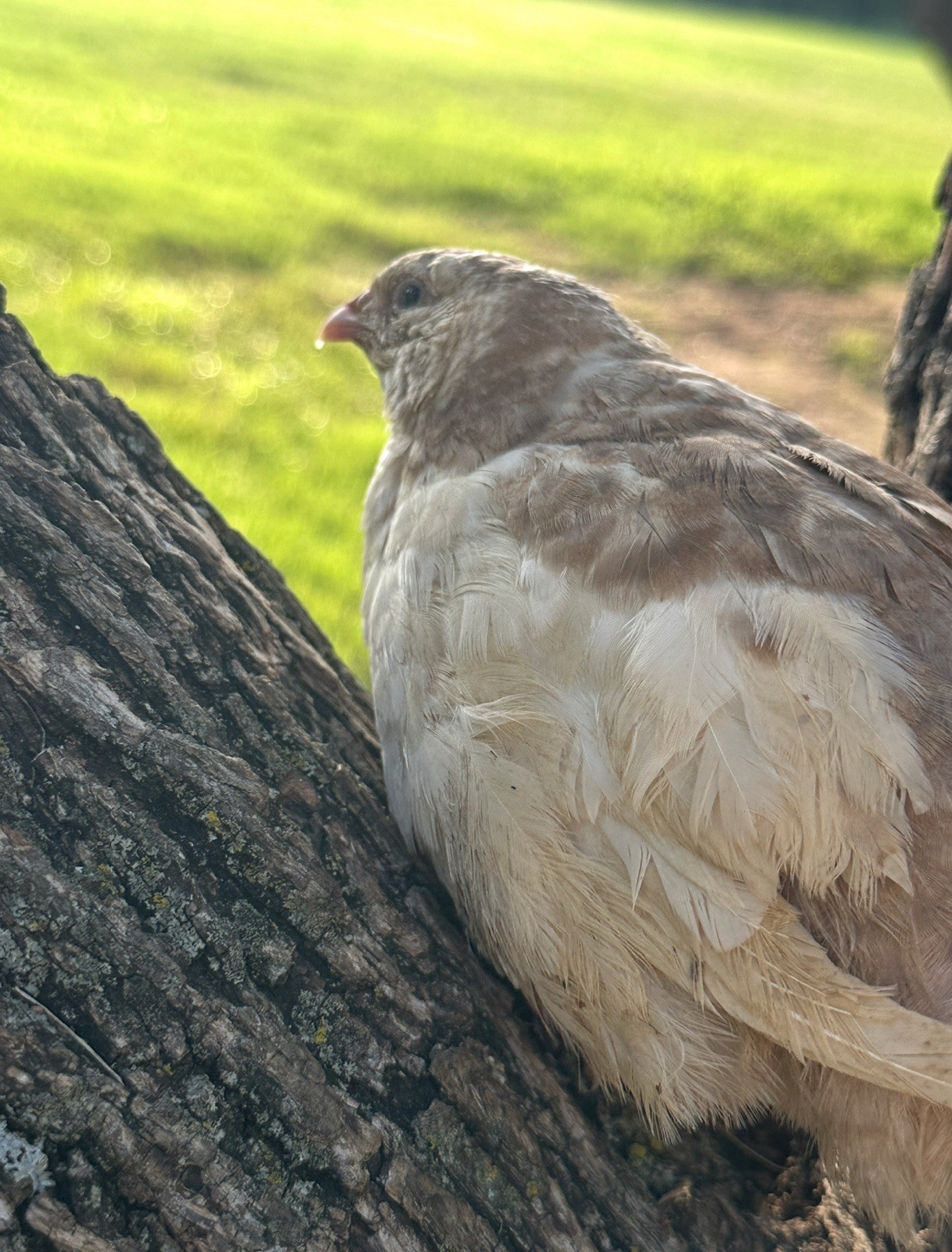 10+ Celadon Blue Coturnix Quail Hatching Eggs **100% TRUE BLUE**