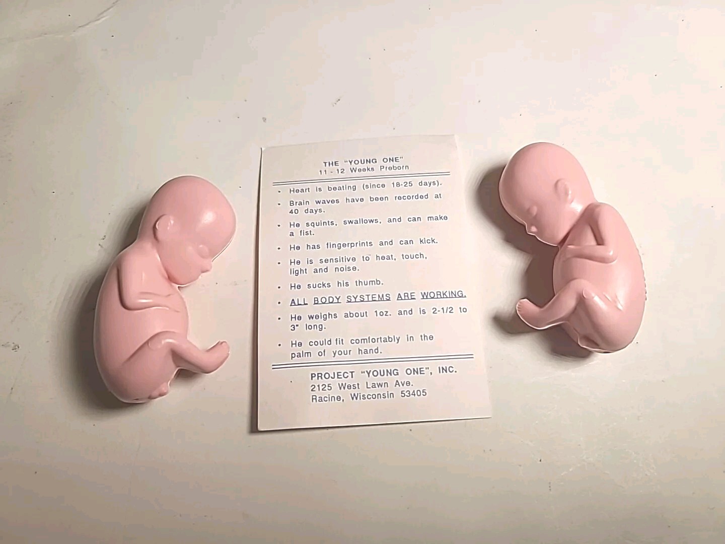 NWT The "Young One" 11-12 Week Preborn Baby Plastic Model Science Maternity (2)