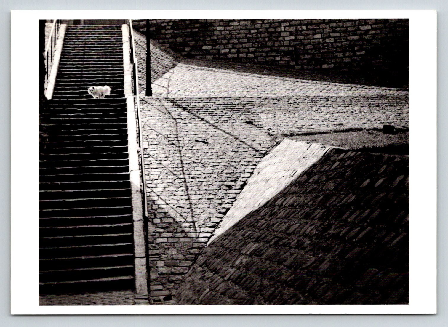 Brassaï Montmartre Steps White Dog Paris 1932 Fotofolio Art Photo Postcard