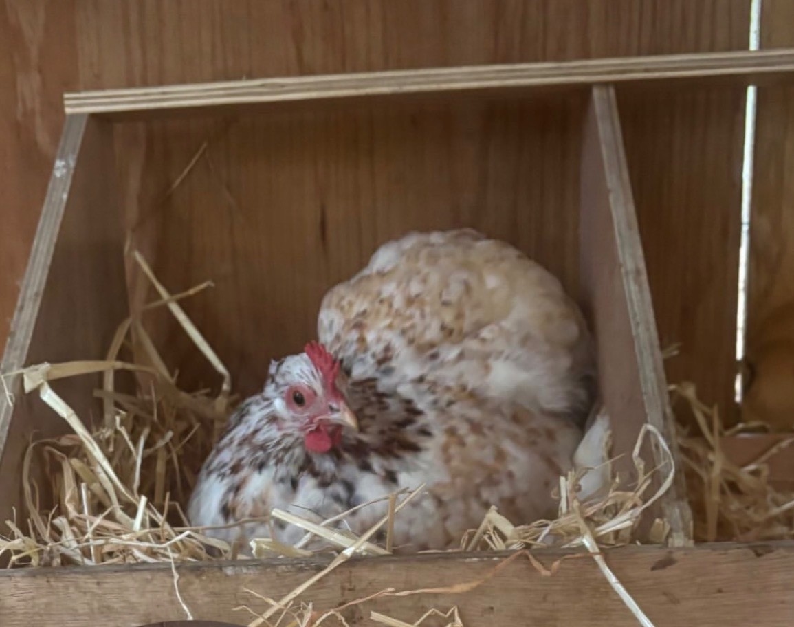 6+ Calico Cochin Bantam Hatching Eggs! 🐥