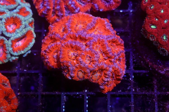 Orange Asian Acan Colony WYSIWYG - SAQ Coral Farm