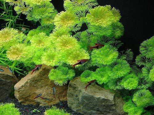 Green Cabomba Live Fish Tank Plants Aquarium Plants BUY 2 Get 1 FREE
