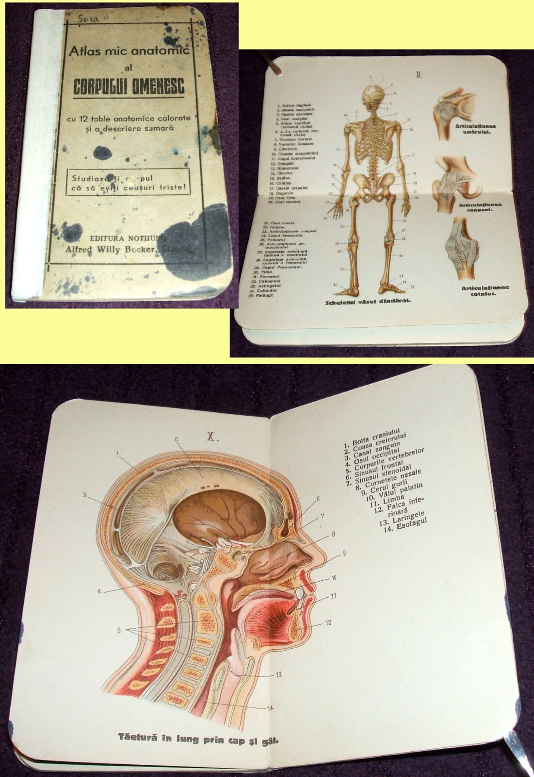 1900 Small Anatomical Atlas, Anatomy illustrated mini book, Human Body, medicine