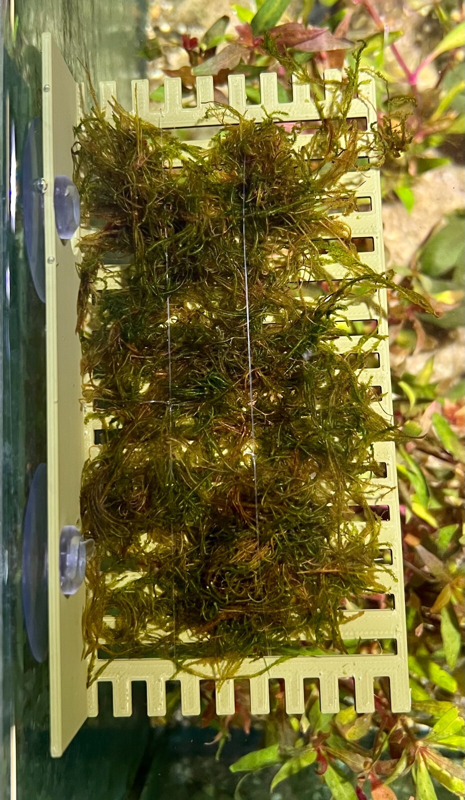 Suction Moss Ledge/Betta Bed