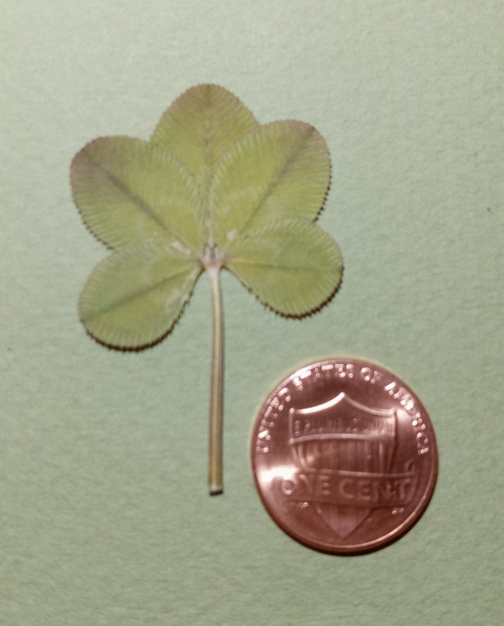 Rare 5 leaf clover - dried, and pressed - Trifolium repens, Lucky item #12