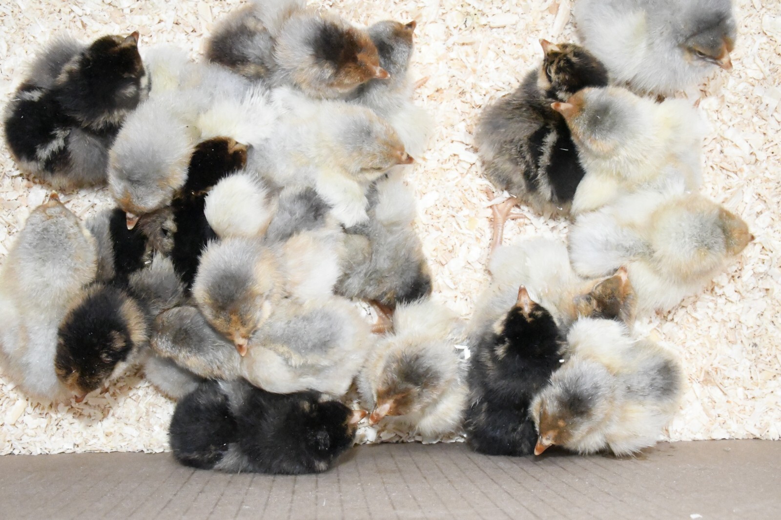 10 Fertile Blue-laced Red Wyandotte eggs