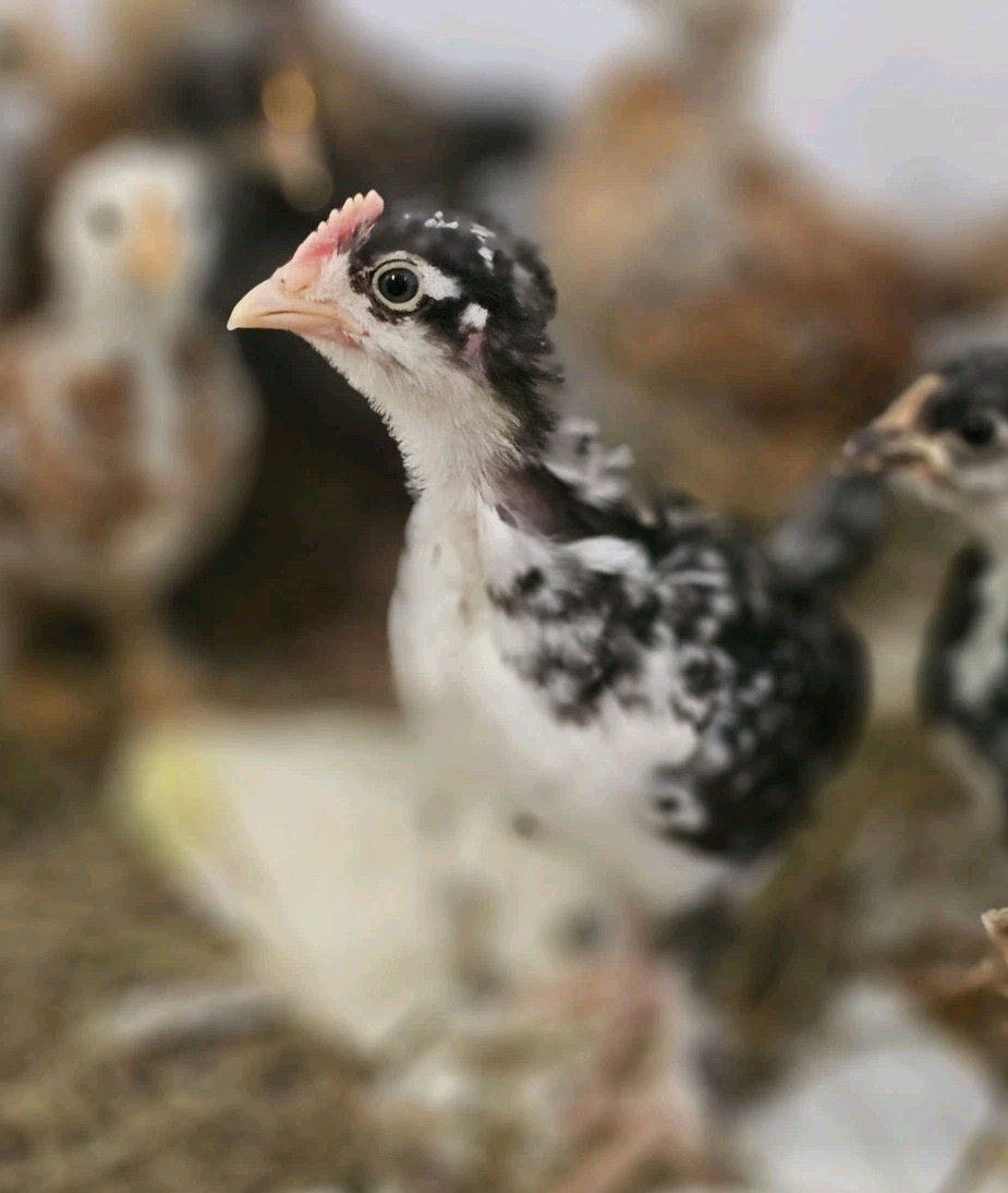 12+ bantam/easter egger cross, possible purebreeds!!