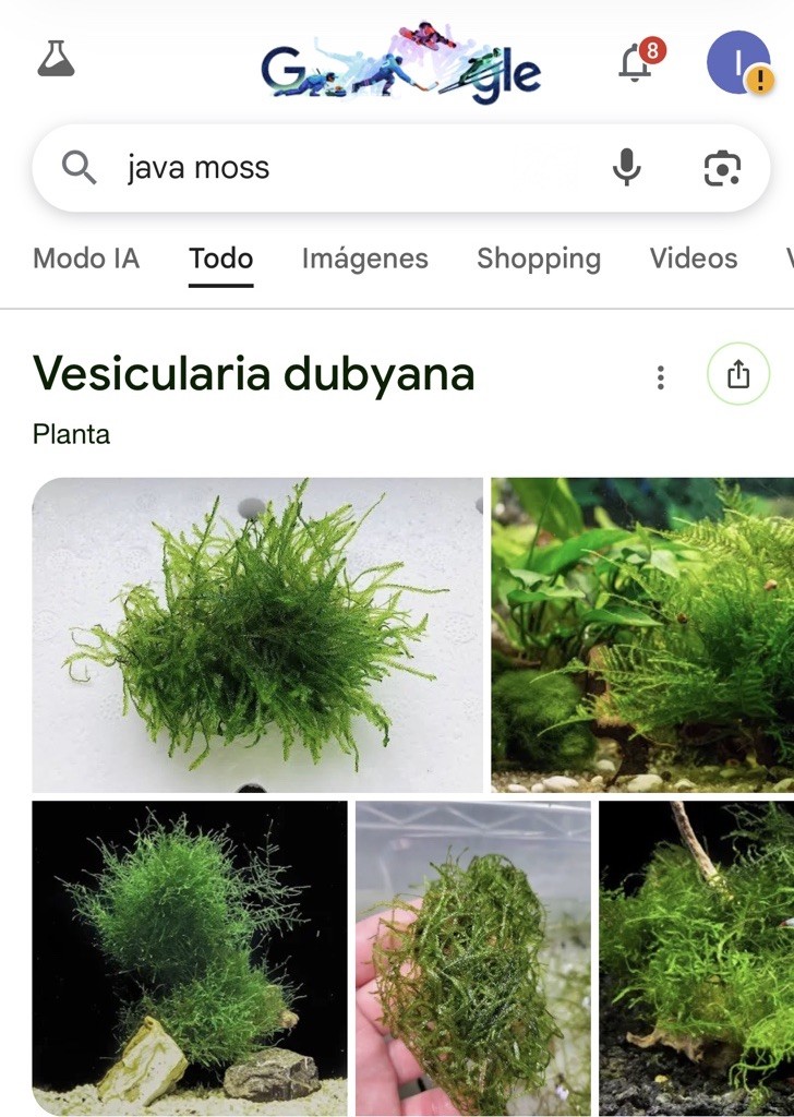 Java Moss. BUY 2 get 1 order free!!!!