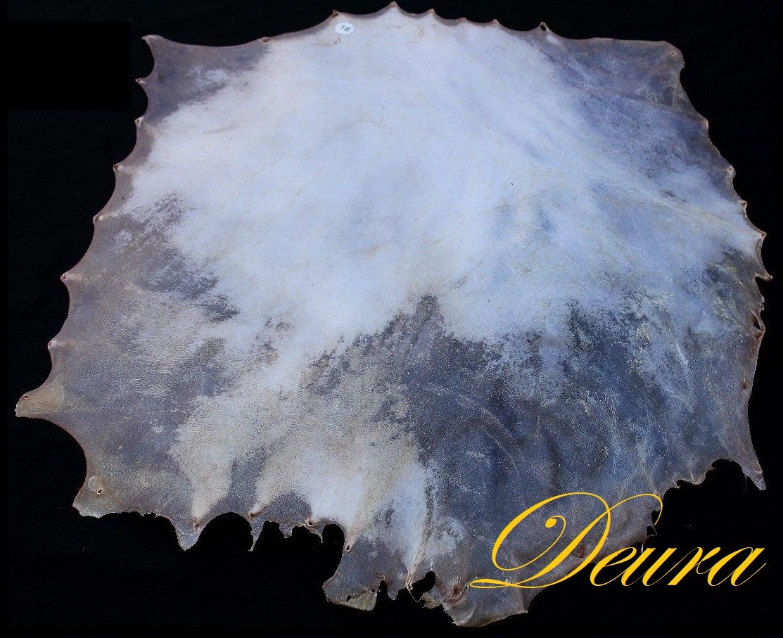 Banjo Snare Marching Dejembe Bodhran Frame Hand Drum 20" UNCUT NATURAL Skin Head