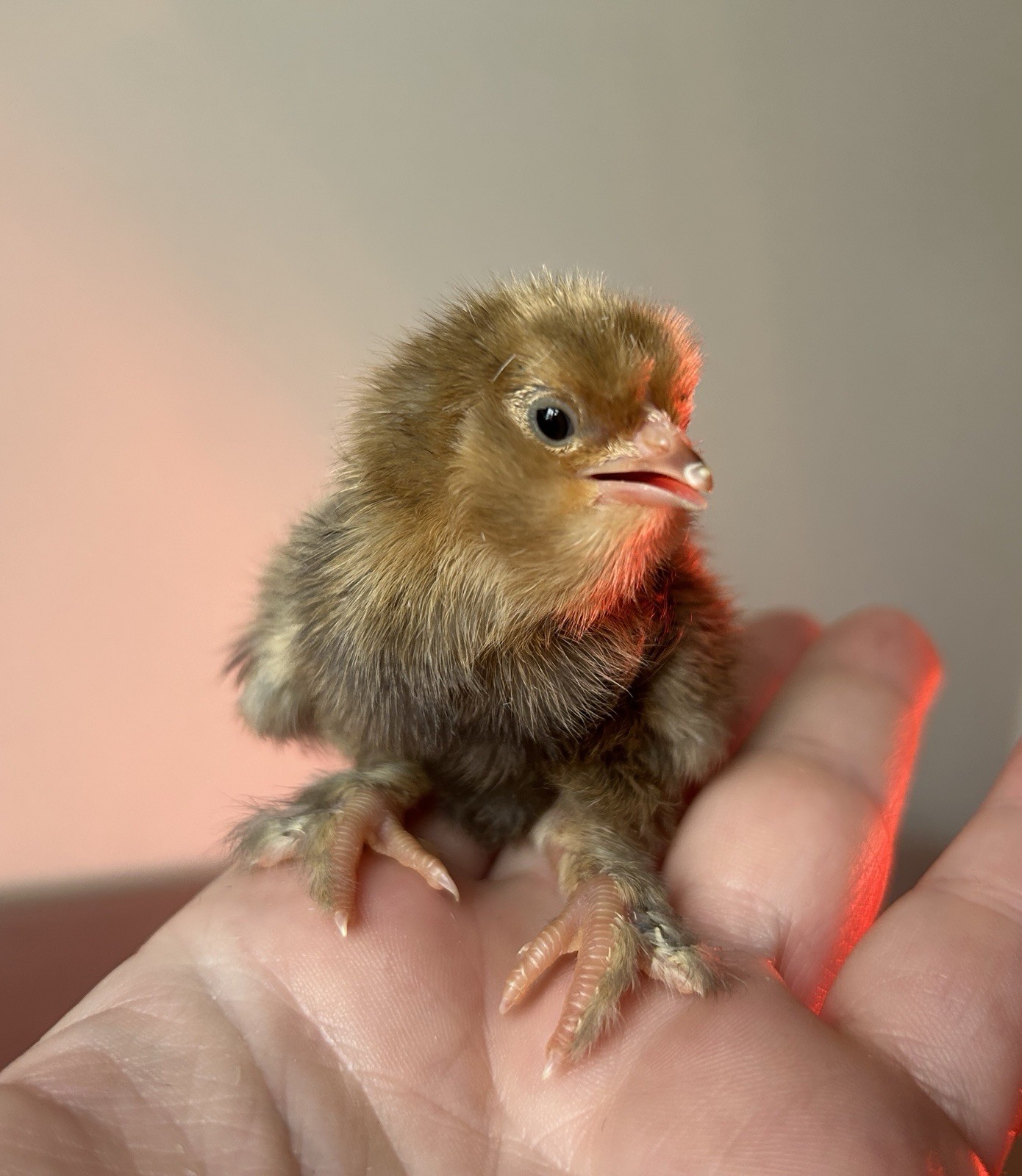 Belgian Bearded Mille Fleur D’Uccle Hatching Eggs 6 Plus 1