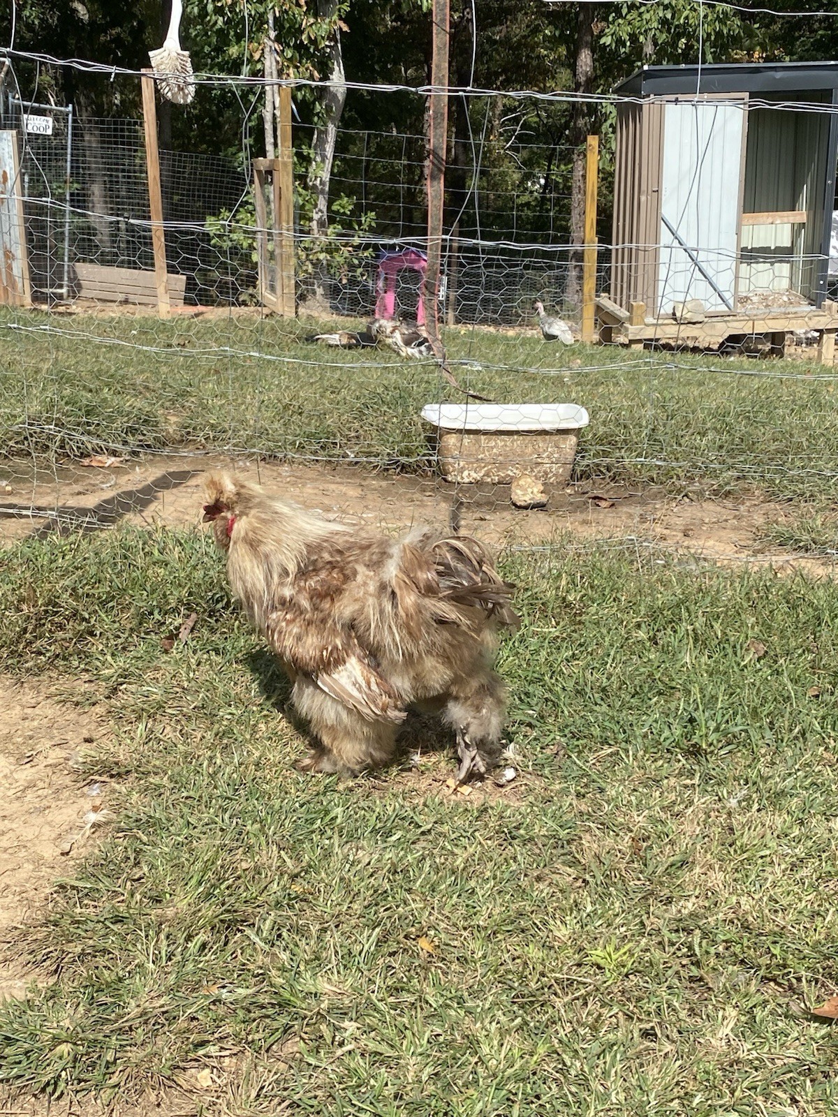 24 Bearded Silkie Hatching Eggs