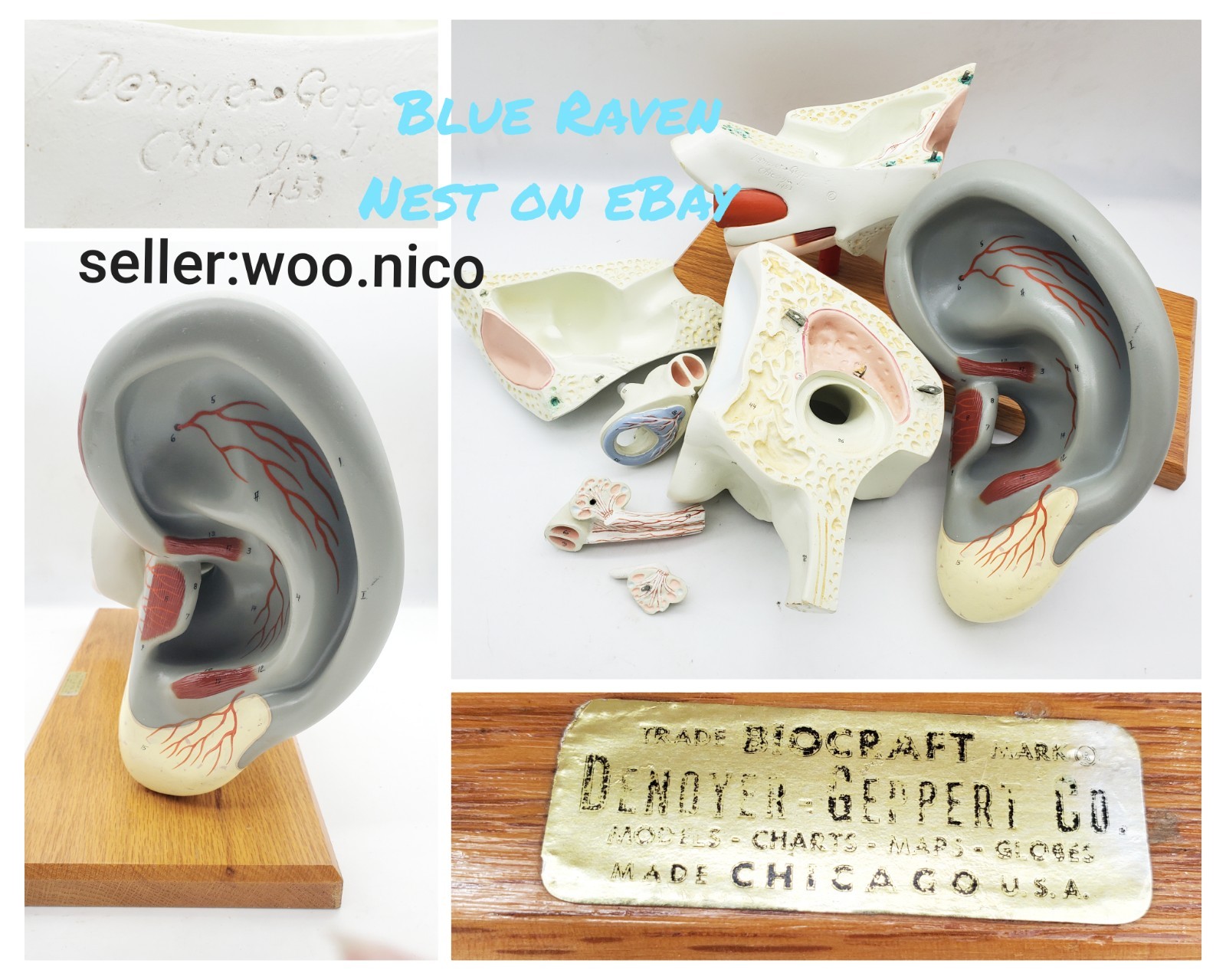 Vintage Anatomical Human Ear Model Denoyer-Geppert Medical School Hand-Painted