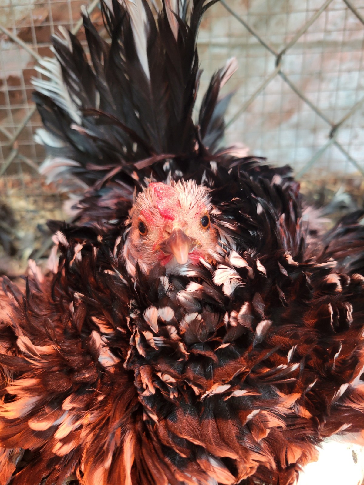 12+ Exchaquer Serama Hatching Eggs