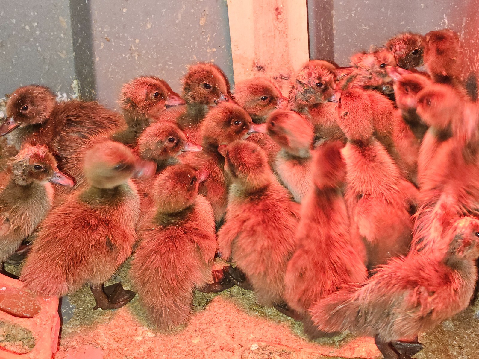 6 Khaki Campbell Duck Hatching Eggs