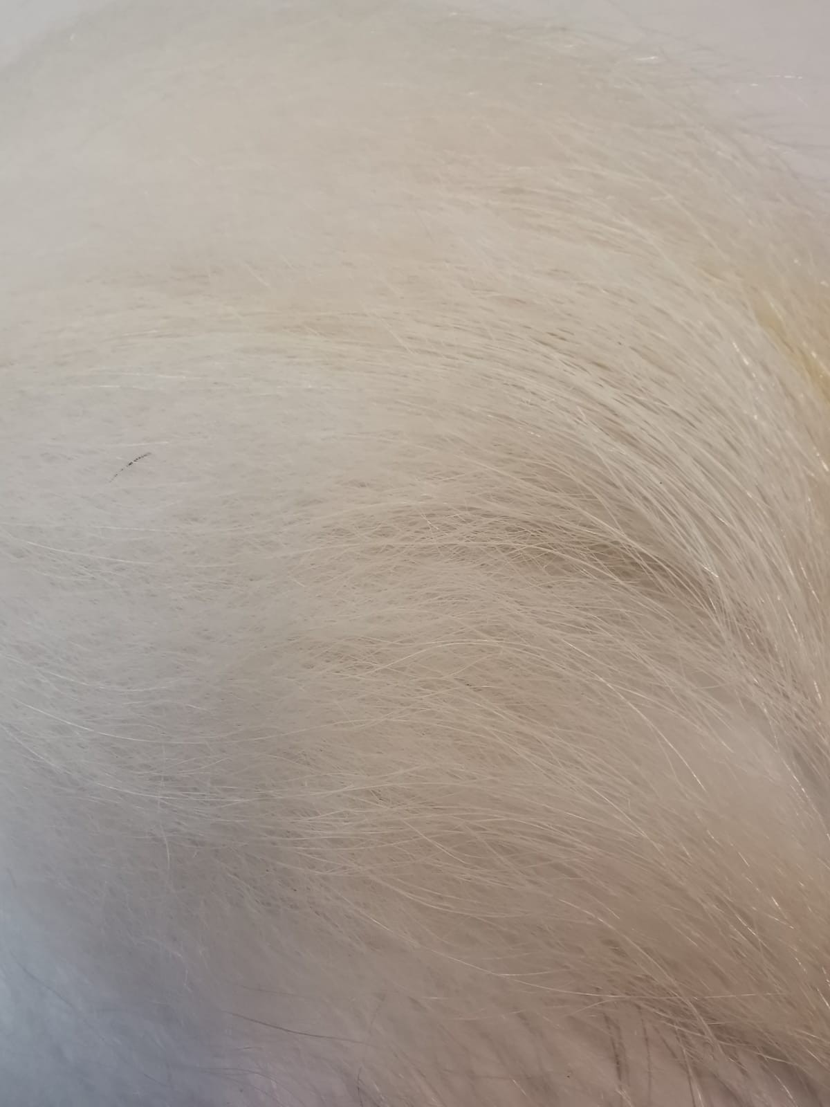 Raccoon Tail Piece