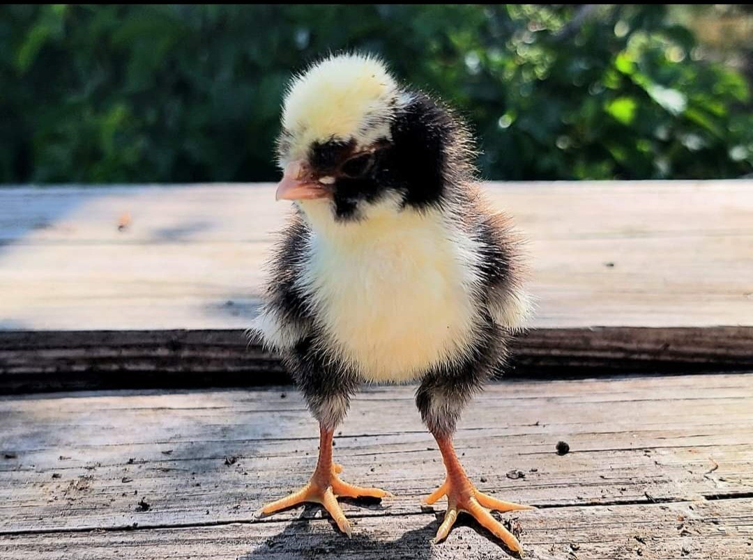 🥚✨ Tolbunt Polish Hatching Eggs – 1 dozen! ✨🥚