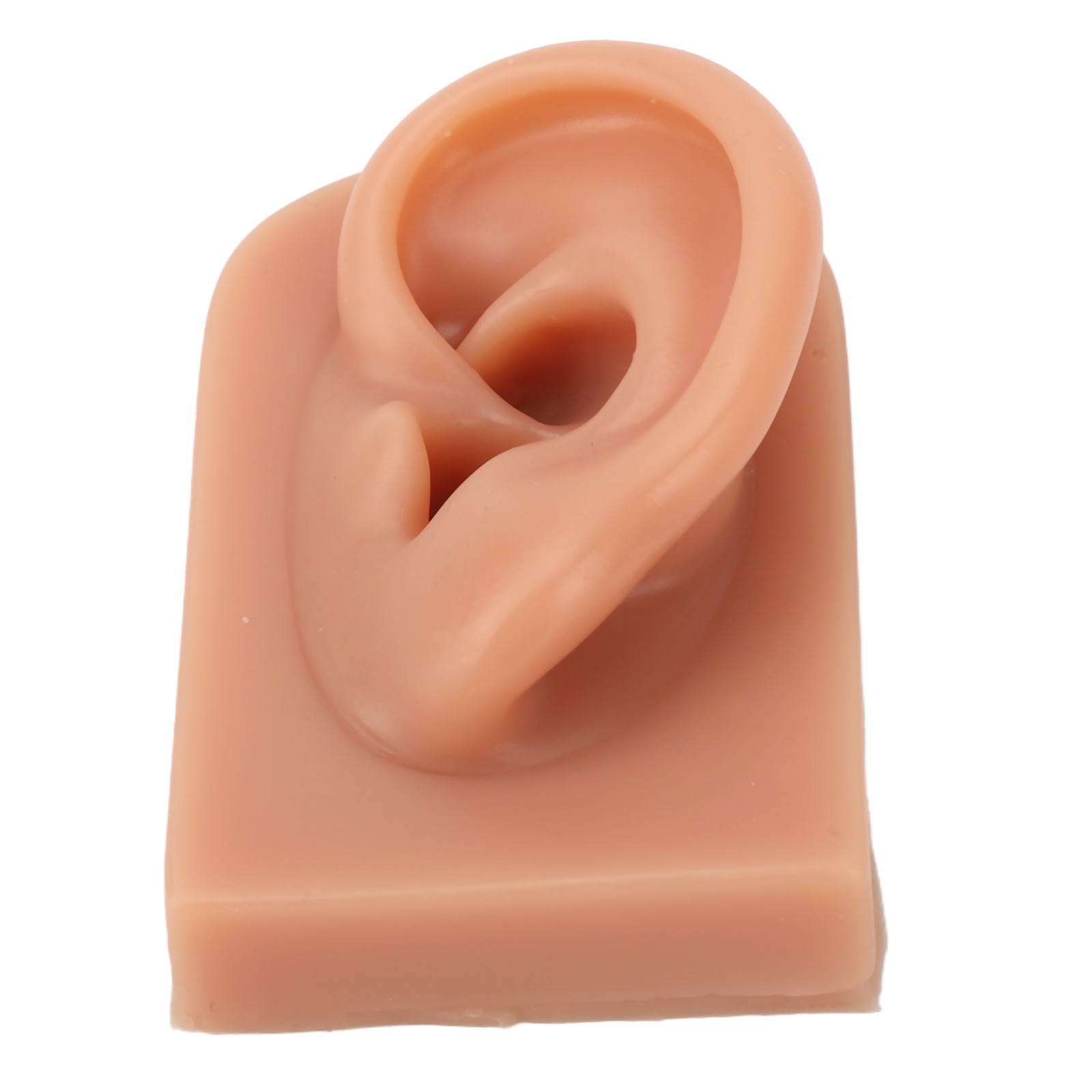 Professional Piercing Practice Ear Model For Earrings Display NEW↑