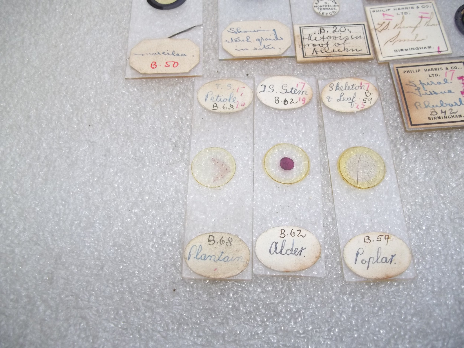Vintage Glass Microscope Slides -