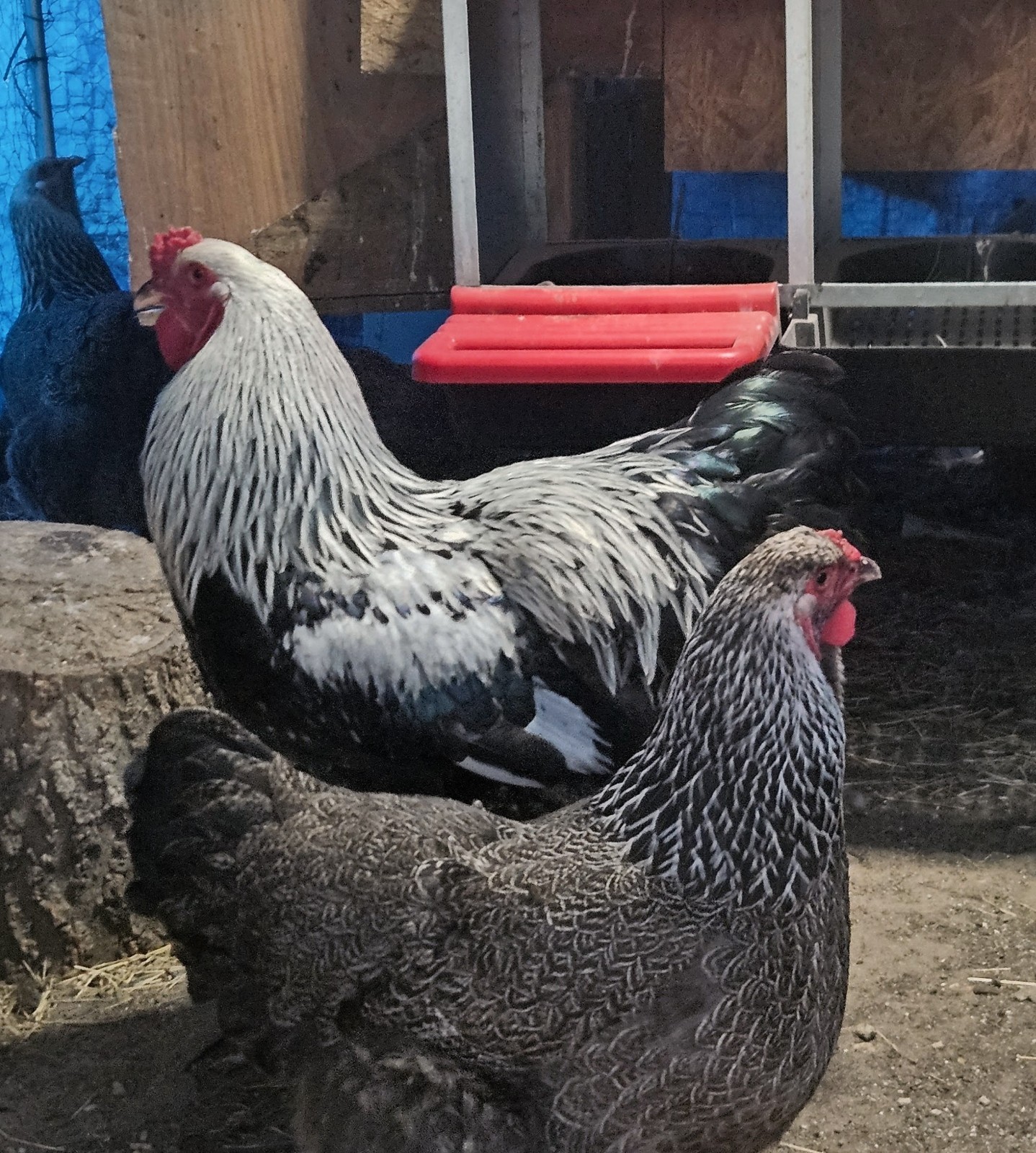 6+ DARK BRAHMA Fertile Hatching Eggs