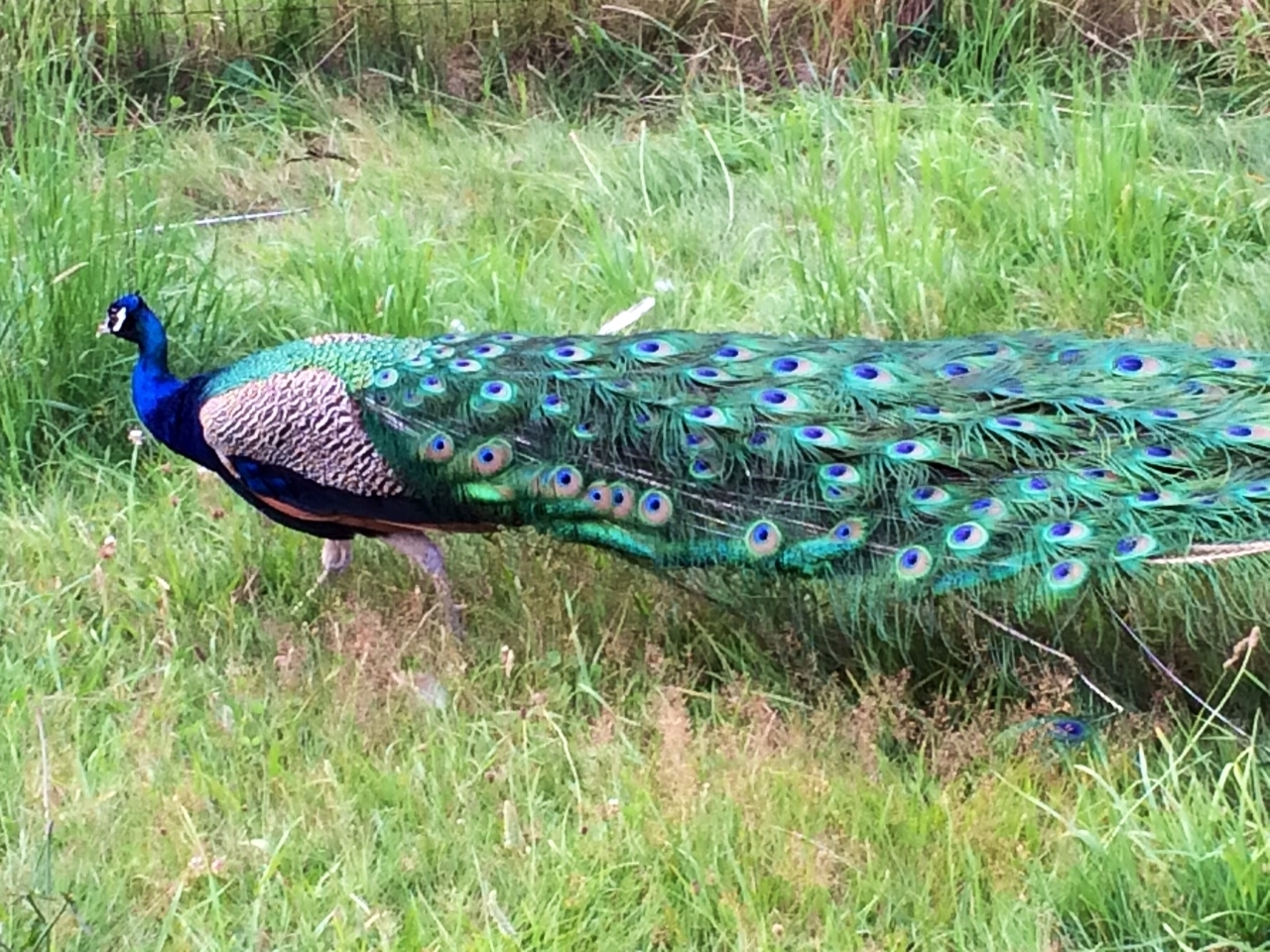 5 "MIXED VARIETY" PEACOCK / PEAFOWL HATCHING EGGS!!!!