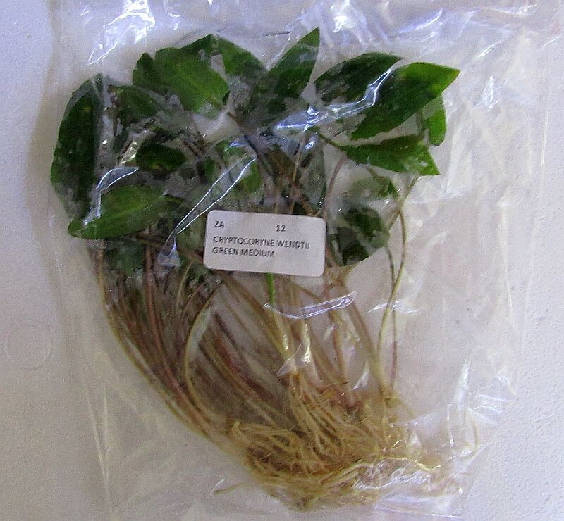 12 medium crypt wendtii green