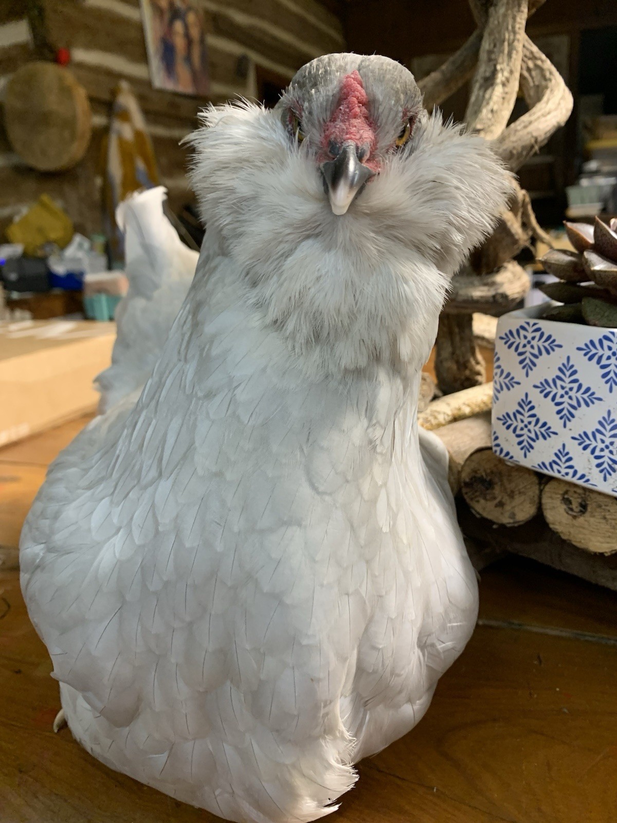 6 Lavender Ameraucana Hatching Eggs
