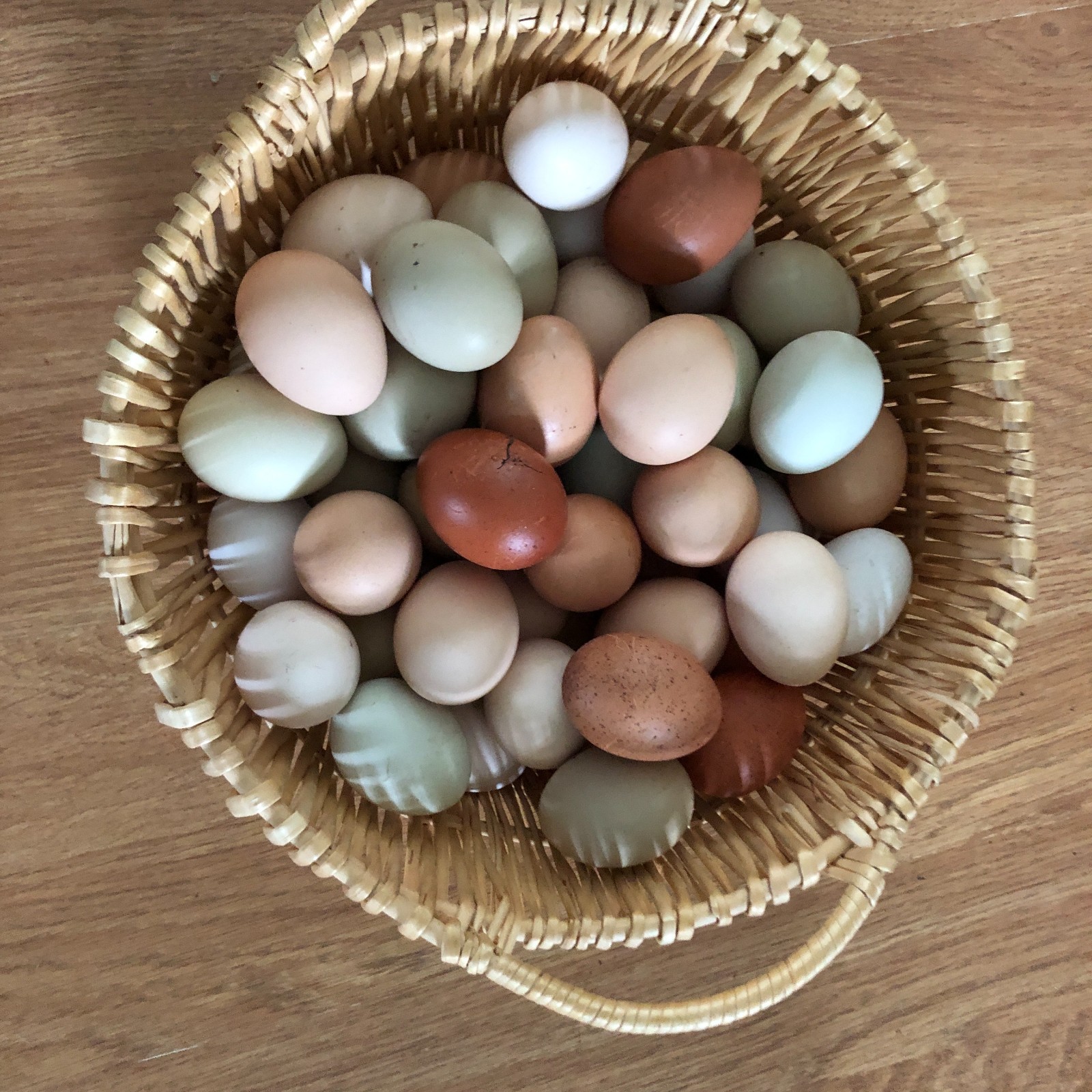 11+ Fertile Chicken Hatching Eggs BarnyardMix/Crested/Easter/Rare Breed Possible