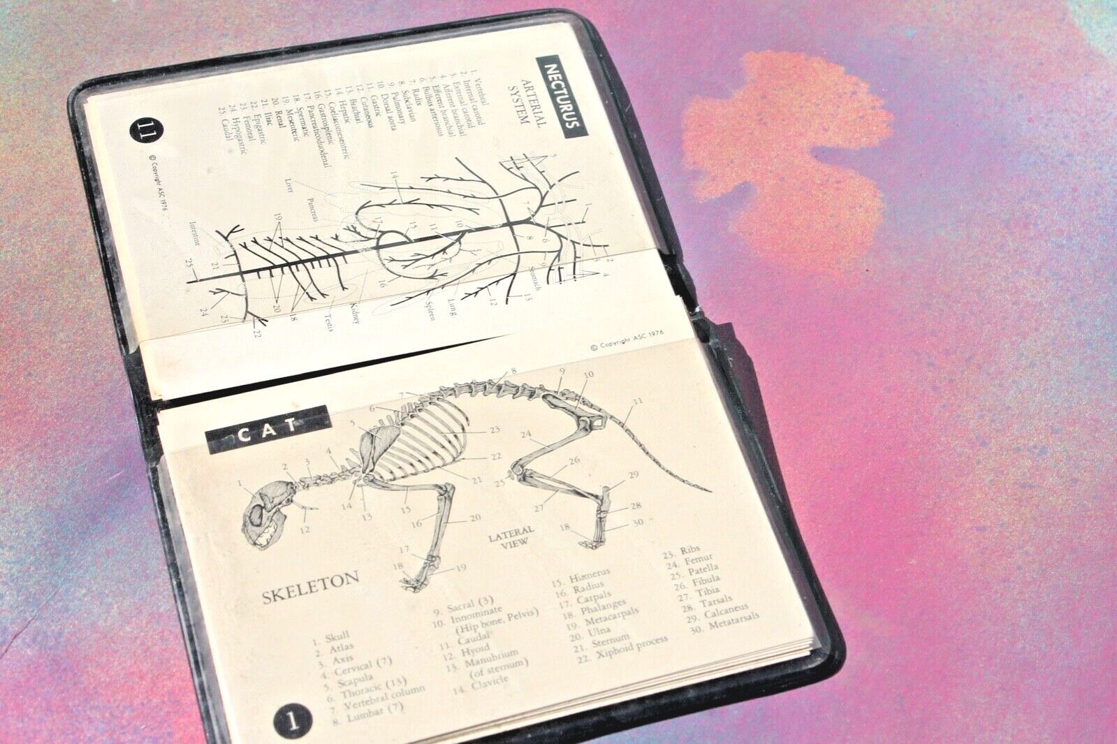ASC Comparative Anatomy Cat Frog Shark Animal Laminated Study Cards in Case, NOS