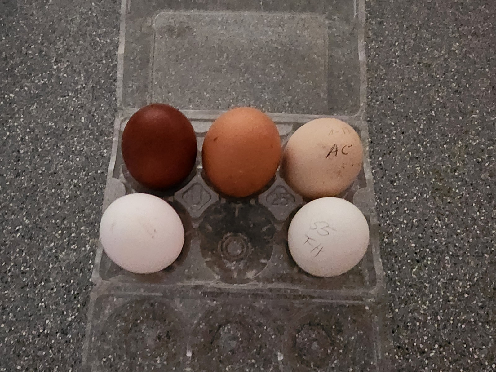 4+ 55 Flowery Hens