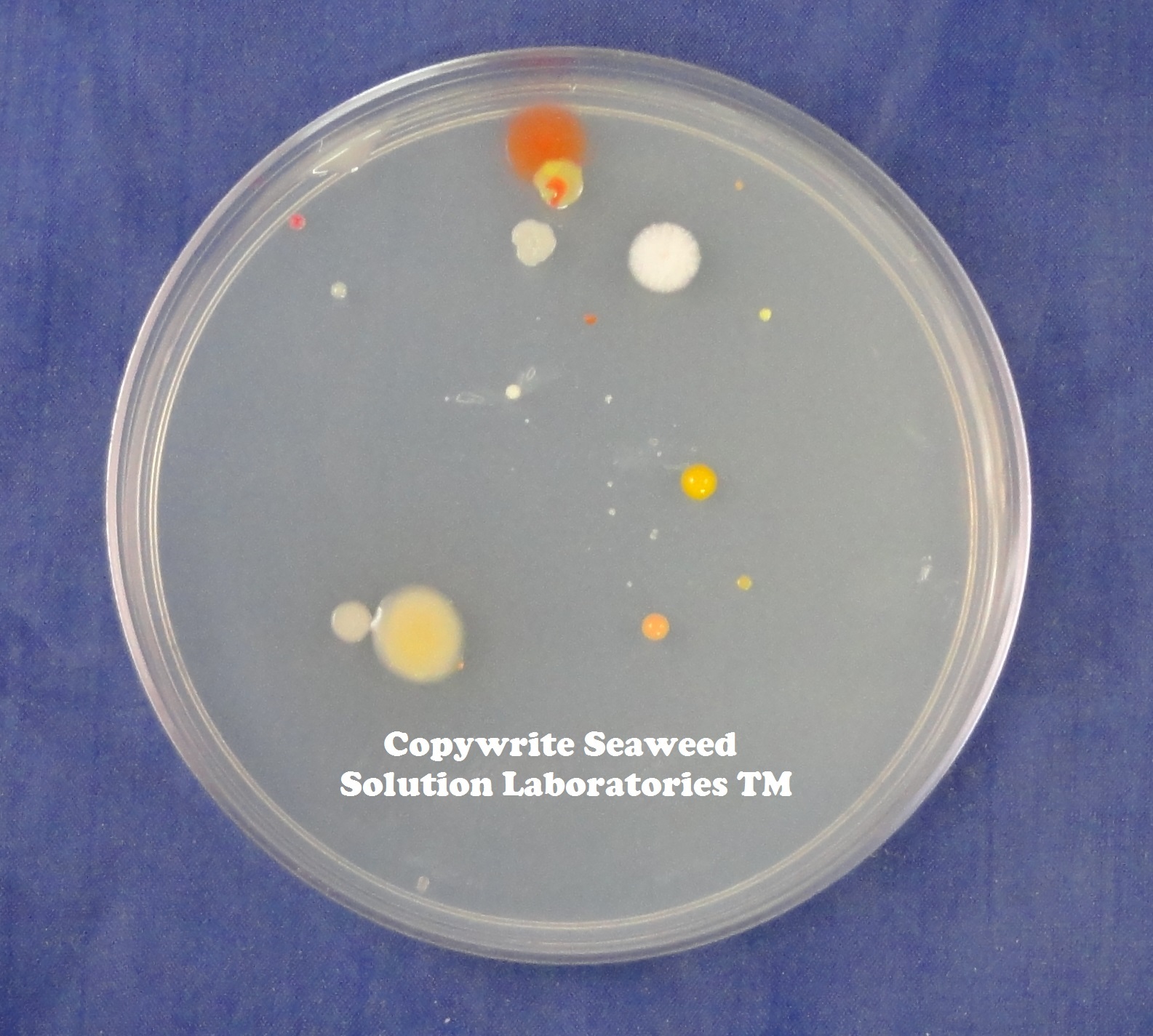 Nutrient Agar Kit- Yields 10, 100mm Petri Dishes - FREE SHIPPING!!!