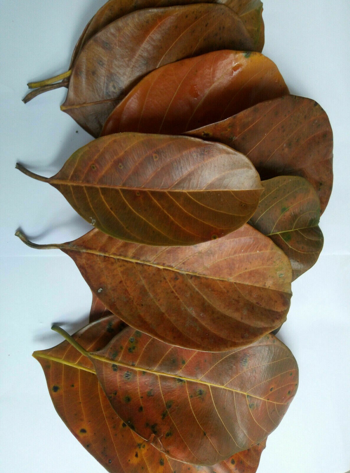 Dried Jack Fruit 100 Leaves Organic Bio Film Shrimp Aquarium Free Shipping
