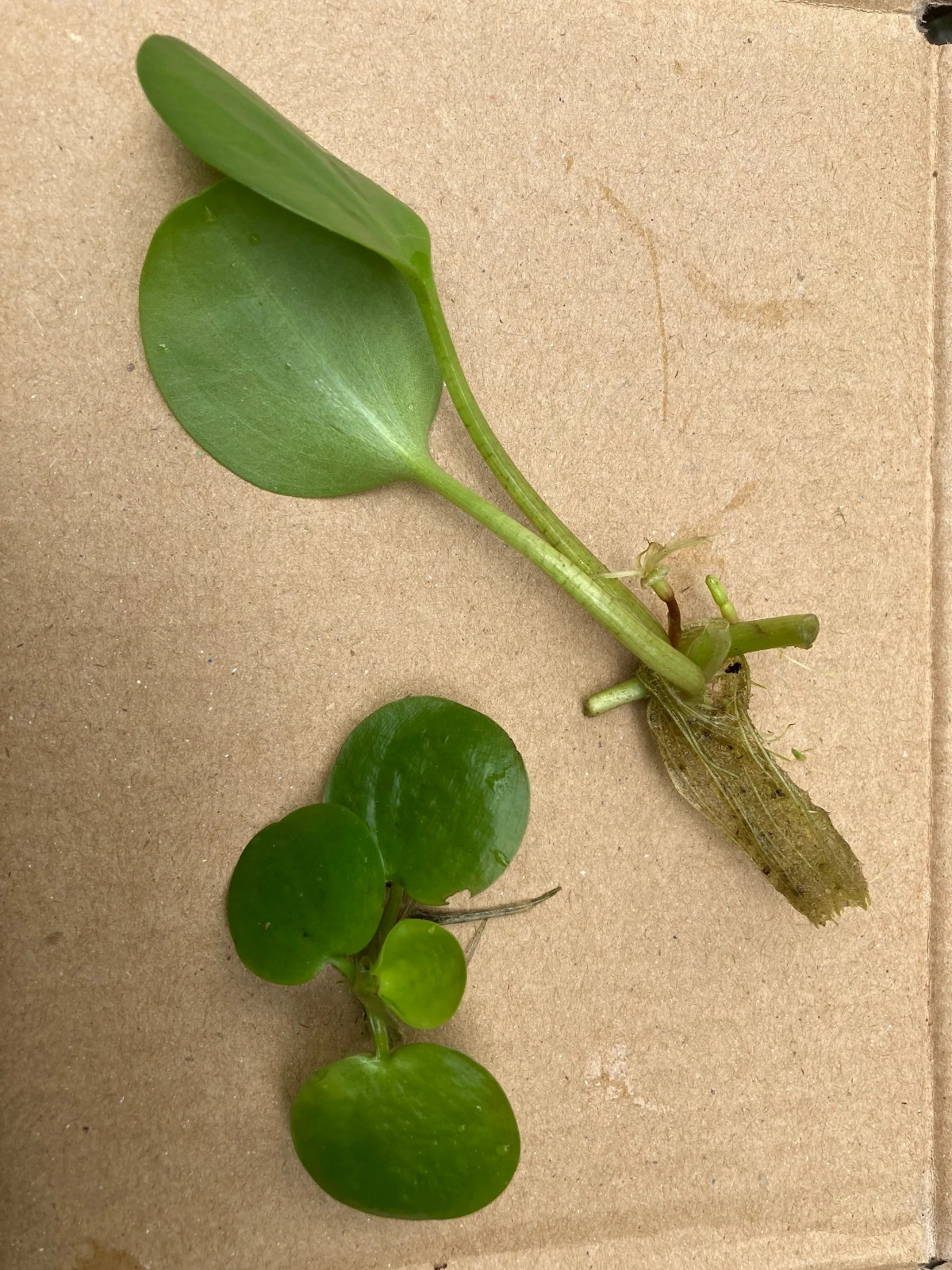 20 JUMBO Frog Bit Plants