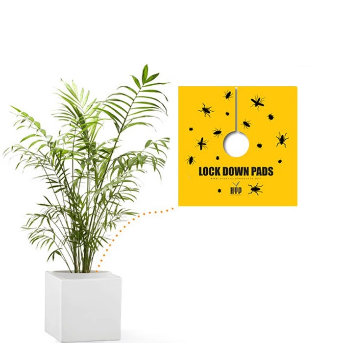 High Yield Lock Down Pads 6" SQUARE Pack of 8 Sticky Traps SAVE $$ W/ BAY HYDRO