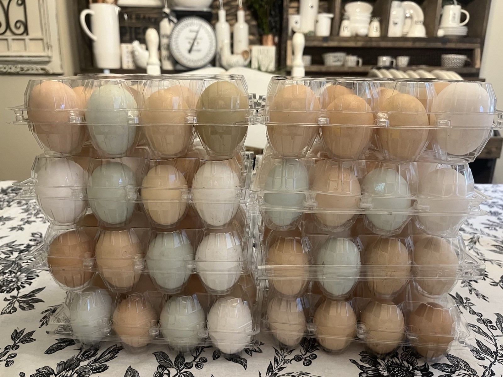 1 Dozen ++ Woodland Palette Hatching Eggs (Blue + Olive)