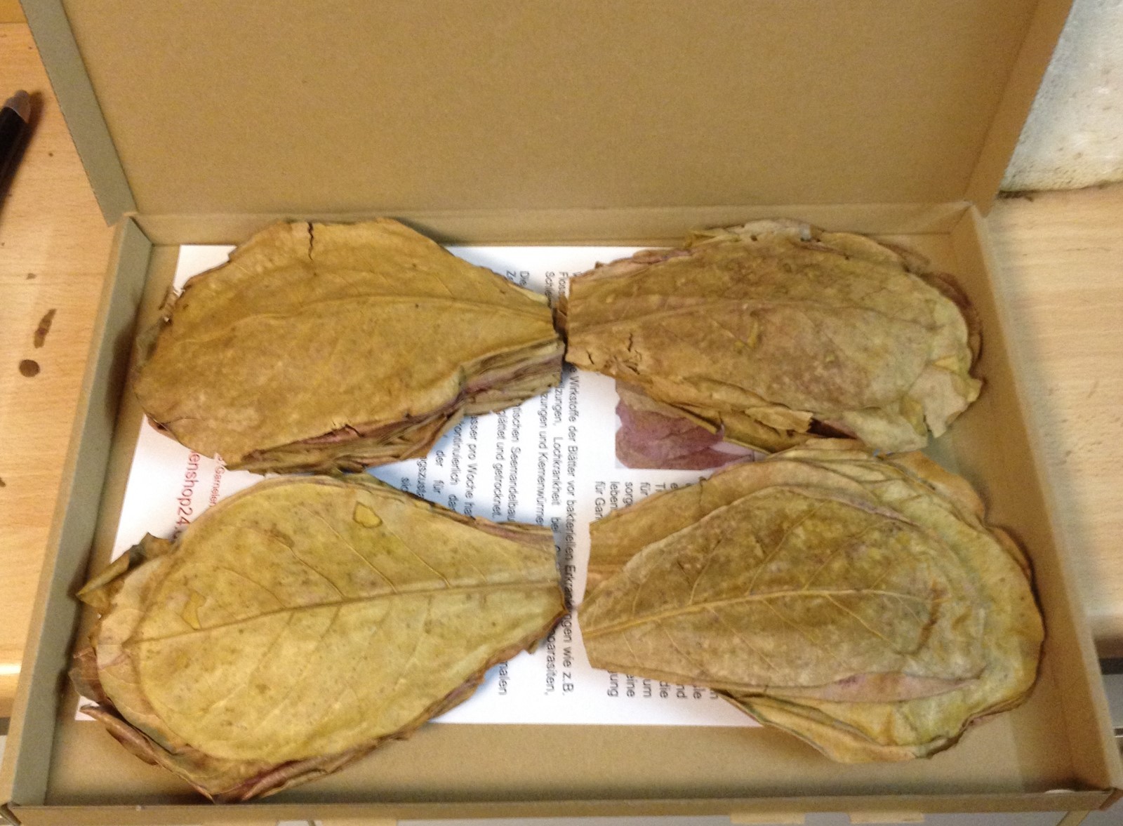 ~100 Pieces (=100 Gram ~5") PREMIUM INDIAN ALMOND CATAPPA LEAVES discus, shrimpS