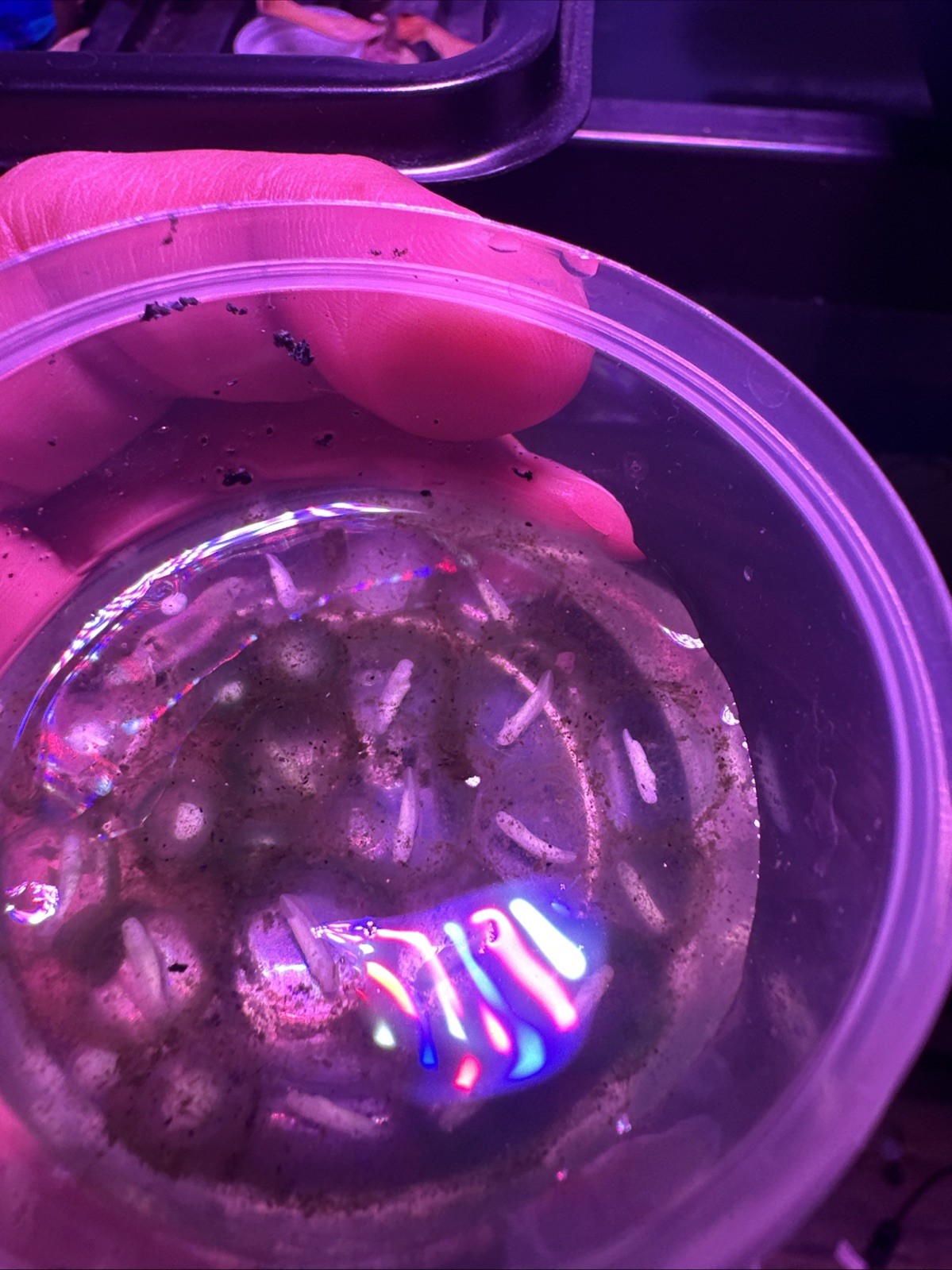 “Pre orders “Axolotl Fertile Hatching Eggs 🥚60count (GFP)